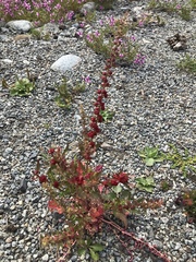 Blitum virgatum