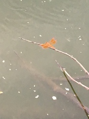 Brachythemis contaminata