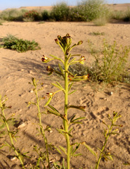 Cleome amblyocarpa