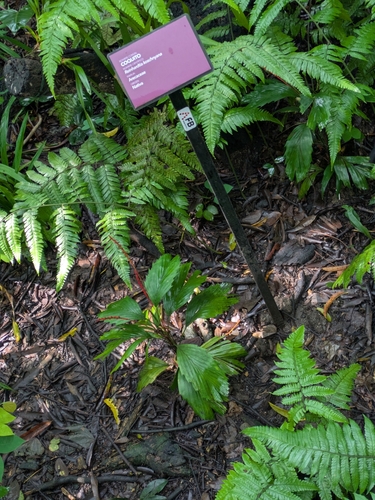 Reinhardtia koschnyana