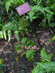Reinhardtia koschnyana