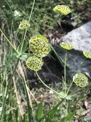 Bupleurum stellatum