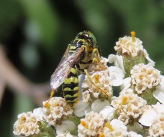 Philanthus pacificus