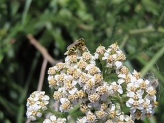 Philanthus pacificus