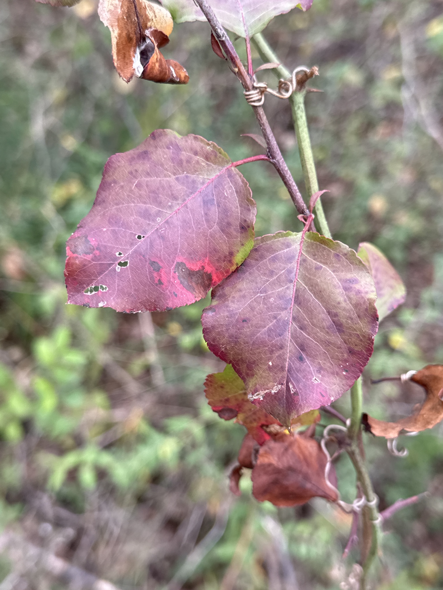 Imagem de Flor branquinha