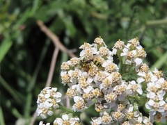 Philanthus pacificus
