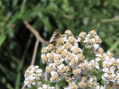 Philanthus pacificus