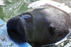 Amazonian Manatee photo 4