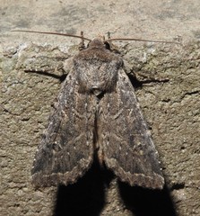 Apamea devastator