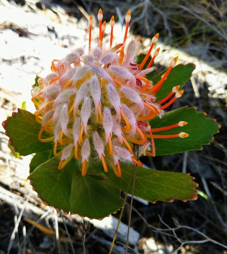 Image of Leucospermum glabrum by no rights reserved