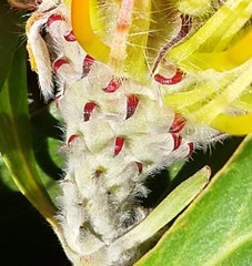 Leucospermum glabrum
