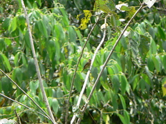 Sporophila nigricollis