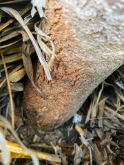 Leucospermum glabrum