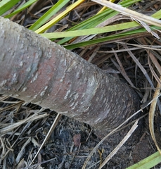 Leucospermum glabrum