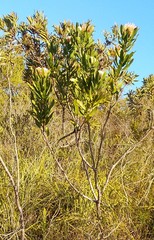 Leucospermum glabrum