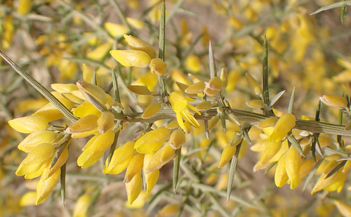 Avistamiento Ulex parviflorus