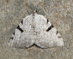 Macaria subcessaria