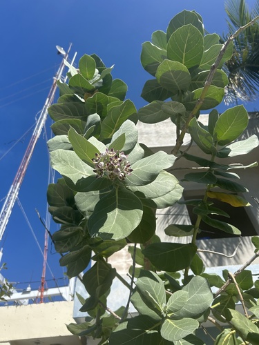 Foto de Flor-de-seda