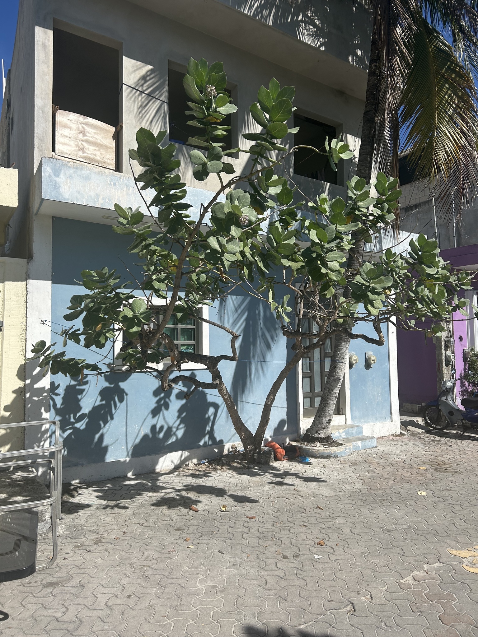 Imagem de Flor-de-seda
