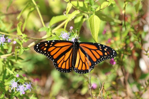 Migratory Monarch photographed in Texas