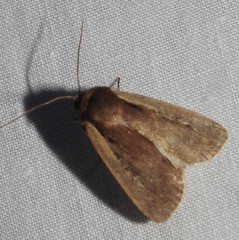 Ochropleura implecta