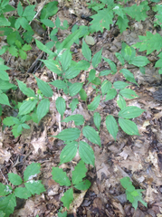 Prosartes lanuginosa