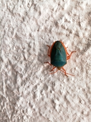 Edessa rufomarginata