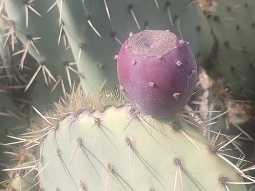 Image of Opuntia orbiculata by (c) Valentin Moser, some rights reserved (CC BY)