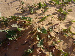 Convolvulus fatmensis