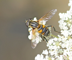 Mesembrius peregrinus