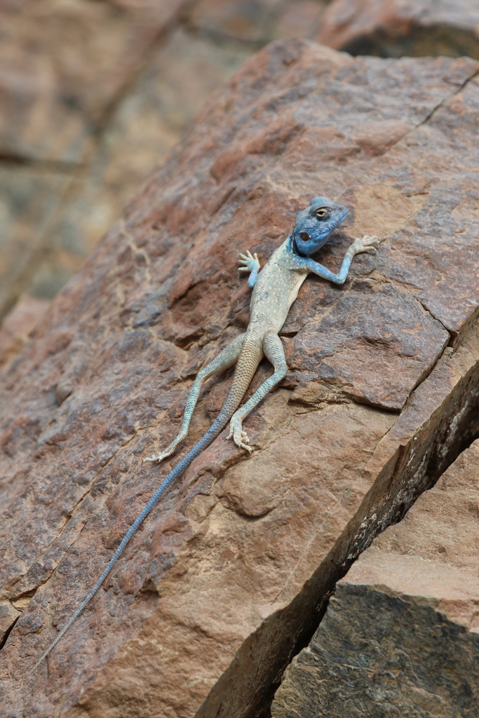 East Arabian Desert Agama