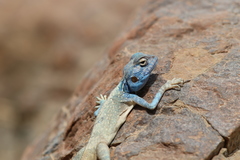 Pseudotrapelus jensvindumi