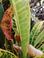 Edessa rufomarginata