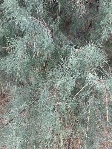 Foto de Tamarisco