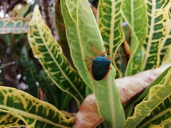 Edessa rufomarginata