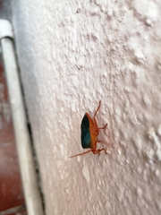 Edessa rufomarginata