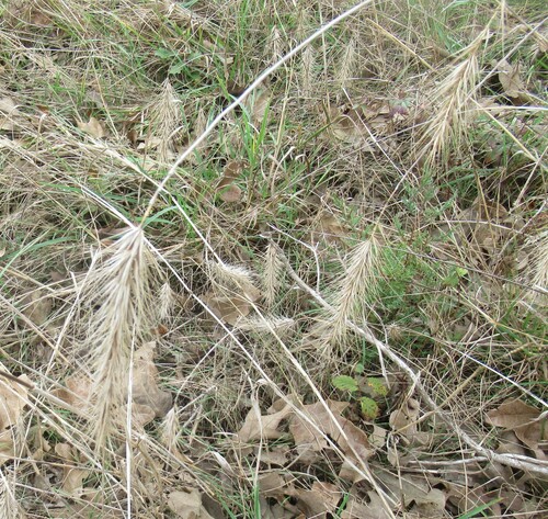Image of Elymus glabriflorus by (c) Linda Jo Conn, some rights reserved (CC BY)