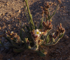 Anchusa milleri