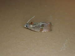 Evora hemidesma
