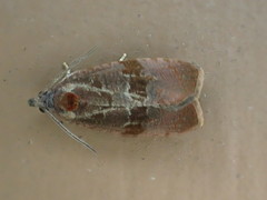Evora hemidesma