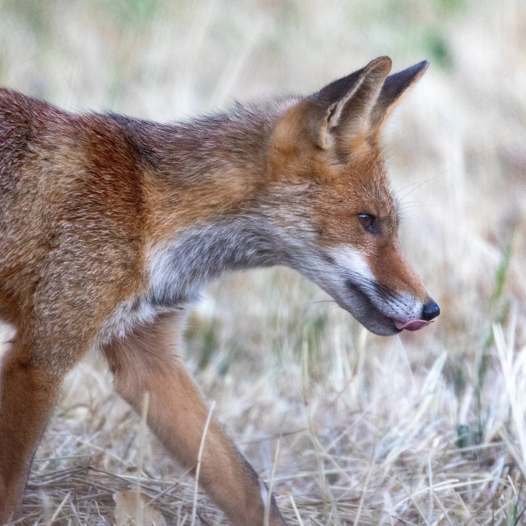 Red Fox in August 2021 by Daniel Eugenio Pérez Garrido · iNaturalist