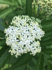 Sambucus ebulus