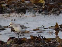 Sanderling