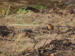 European Stonechat