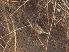 Linnet