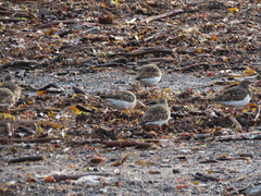 Ruddy Turnstone