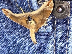 Eulithis molliculata