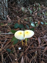 Leucocoprinus fragilissimus image