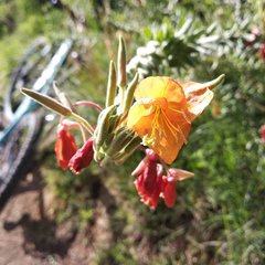 Oenothera anomala