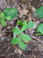 Uvularia perfoliata
